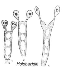 holobasidie