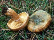 Lactarius deliciosus Ryzec pravý (Russulaceae, Agaricales) http://www.mykoweb.com/photos/large/lactarius_deliciosus(mgw- 06).