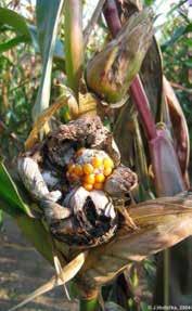 Ustilago maydis (Ustilaginales, Basidiomycotina), prašná sněť kukuřičná - Cuitlacoche Ačkoliv mnoho farmářů považuje sněť za pohromu a ničí napadené palice, má tento druh houby dlouhou historii jako