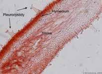 ANATOMIE PLODNIC HOMOBASIDIOMYCETIDAE Foto vše: M.