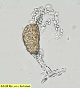 HOUBOVÍ PARAZITÉ JINÝCH HUB - DEUTEROMYCOTINA Ampelomyces quisqualis,, syn. Cicinobolus cesatii napadá mnoho druhů padlí (Erysipahles).