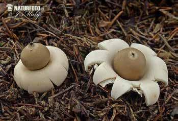 Angiokarpní vývoj plodnice Geastrum fimbriatum hvězdovka