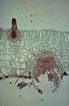 Spermogonie se spermaciemi a receptivní hyfou (gameto-somatogamie) Aecia s aeciosporami http://www.botany.hawaii.