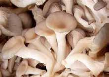 ÚSTŘIČNÁ oyster mushroom virus I oyster