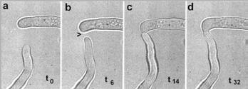 K heterokaryóze může dojít 2 odlišnými způsoby: 1/ Pokud hyfy jakýchkoliv 2 kmenů fůzují v místě kontaktu (anastomóza), tak se jádra dostávají s cytoplasmou do druhé hyfy. http://archive.bio.ed.ac.