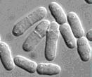 nodeid=132152&photonum=1 Schizosaccharomyces sp. http://web2.mendelu.