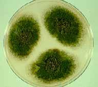 jpg Saccharomyces cerevisiae http://www.nigms.nih.