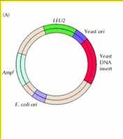 http://www.biopedia.sk/images/molekularka/shuttle.gif KVASINKOVÝ VEKTOR (A) Vektor obsahuje BAKTERIÁLNÍ POČÁTEK REPLIKACE (ori) (umožňuje být rozmnožován jako plazmid E.