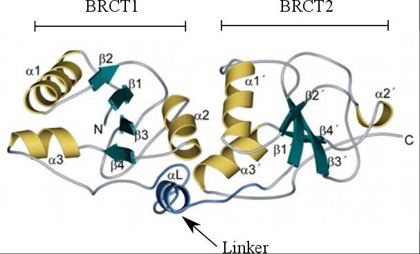 Obr. III: Struktura BRCT domény. BRCT doména se skládá ze dvou identických opakování BRCT1 a BRCT2.