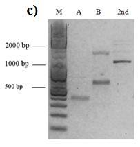 Kódující sekvence alternativních sestřihových variant BRCA1Δ5 (části a, b) a Δ10 (části c, d) byly připraveny dvoustupňovou amplifikací pomocí optimalizované metody sestřihové PCR.