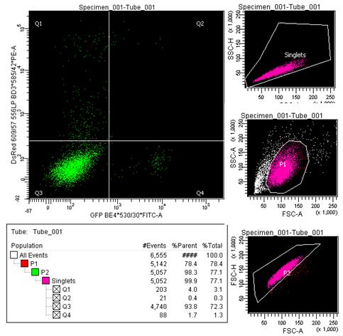 Obr. XIV: DNA reperační in vitro analýza.