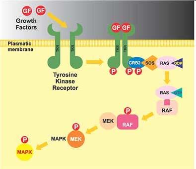 ERK extracellular signal-regulated protein kinase, MAPK (mitogen-activated protein kinase) Regulace - proliferace - diferenciace -