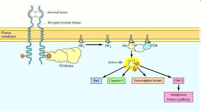 phosphoinositide dependent kinase 1 Phosphatidylinositol 4,5- BisPhosphate (PIP2) Phosphatidylinositol