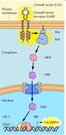 EGF Epidermální růstový faktor Vazba na povrchový receptor EGFR Stimulace proliferace a antiapoptotických signálních drah Aktivace drah MEK/ERK a PI3K/Akt Nadměrná stimulace této dráhy