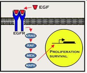 In cancer cells, activation of the EGFR or related