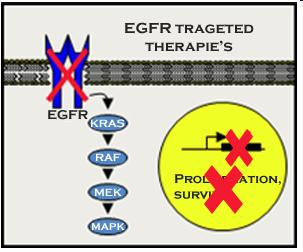 EGFR targeted therapies block the activation of this