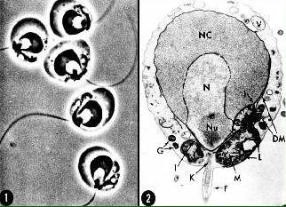 Chytridiales