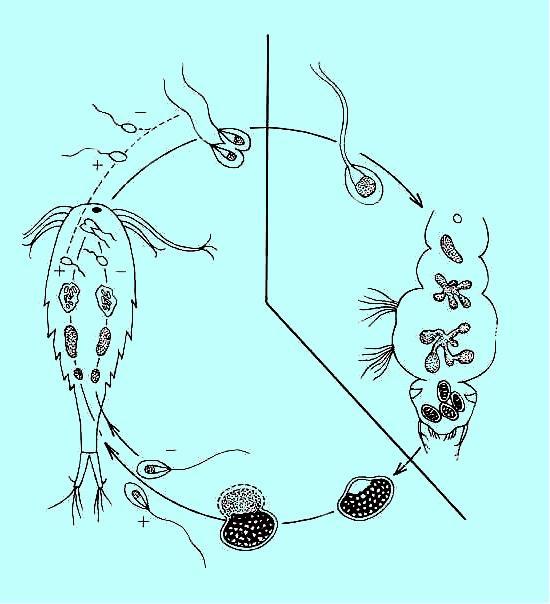 Ţivotní cyklus druhu Coelomomyces psorophorae (řád Blastocladiales) tvorba gamet a kopulace (v hostiteli nebo ve vodním prostředí zygota encystuje na povrchu druhého hostitele (larva komárů rodu