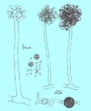 Druh Cokeromyces recurvatus Další příklad dlouze