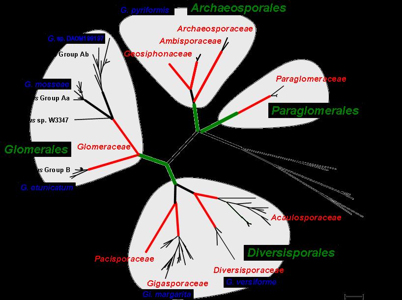 Uvedené dva řády ( Glomerales a Geosiphonales) jsou dnes na základě předevsím fylogenetických studií na molekulární úrovni kladeny do nové hierarchickéjednotky na vysoké úrovni - Glomeromycota.