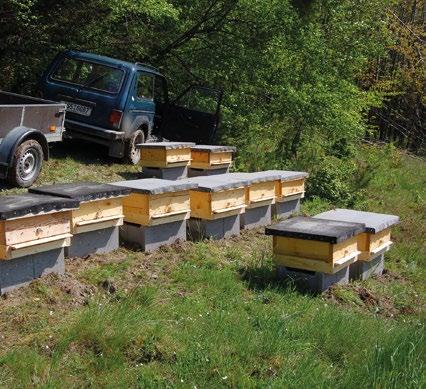 Následovalo období všeobecného nadšení mezi včelstvy, zákazníky a včelařem. Poblíž včelařství jsem zřídil včelařskou naučnou stezku, kde se uplatnily mé první kresby s touto tematikou.