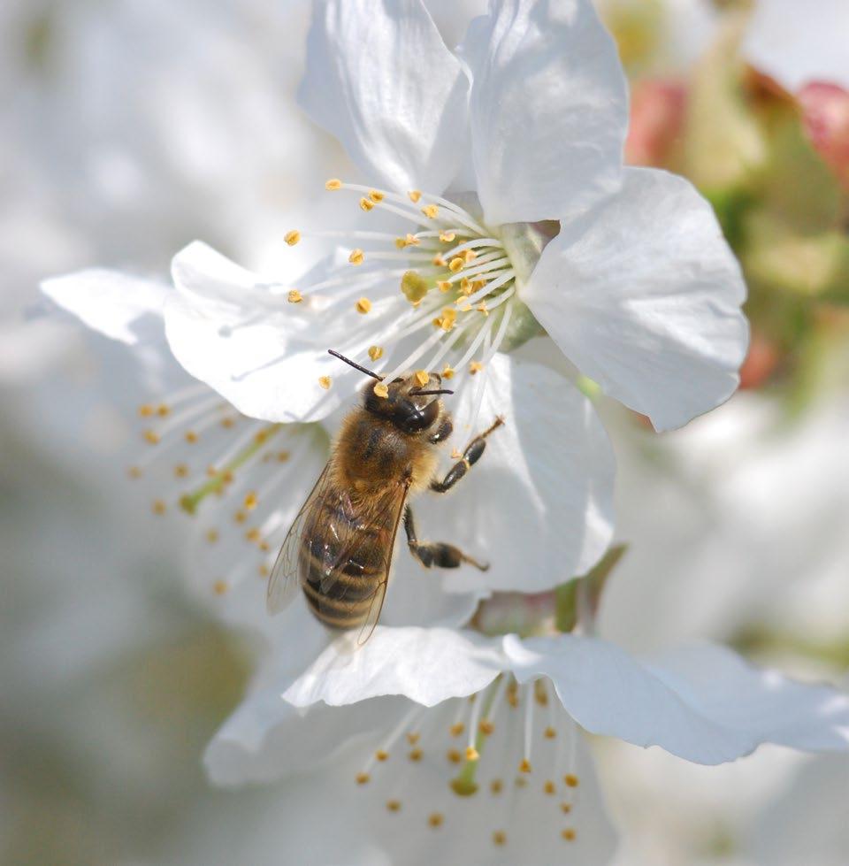 VČELA JAKO DRUH Zařazení včely do biologického systému Rodokmen včely Vývoj společenského chování hmyzu Kdy je hmyz společenský