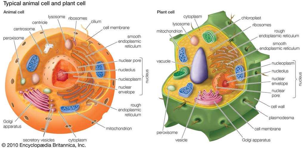 Živočišná buňka Rostlinná buňka http://xarquon.jcu.