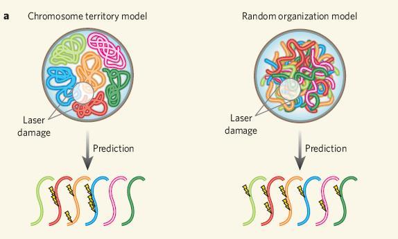 Rozmístění chromozómů v interfázním jádře a) model chromozómových teritorií b) tzv.