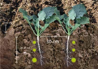 Možnost dalšího zvětšení rozteče pro plodiny jako kukuřice Při hloubce kypření od 10 do 35 cm se pro řepku vytváří ideální podmíky, protože se odstraní všechny utuženiny a také většina rostlinných