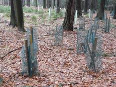 Nebo staví ploty kolem zalesněné paseky (nazýváme je oplocenkami) a tím zajistí ochranu více stromkům najednou.