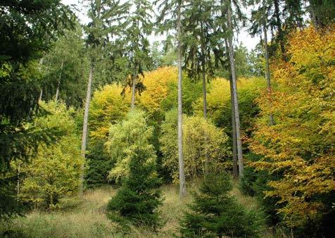 obnova lesa POMÁHÁME LESŮM RŮST Věděli jste, že lesnatost českých zemí za Marie Terezie (1790) byla pouhých 25 %?