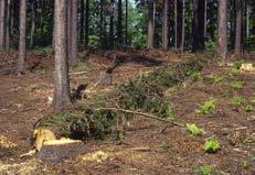 Lýkožrout smrkový napadá čerstvě vytěžené smrkové dříví, stromy vyvrácené, polámané a oslabené stojící stromy, například imisemi, suchem, dřevokaznými houbami.
