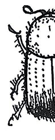 aktivity ve třídě Lýkožrout smrkový kůrovec Možná tě překvapí, že lýkožrout smrkový, o kterém se často mluví jako o ničiteli rozsáhlých lesů, je velký přibližně jen půl centimetru.