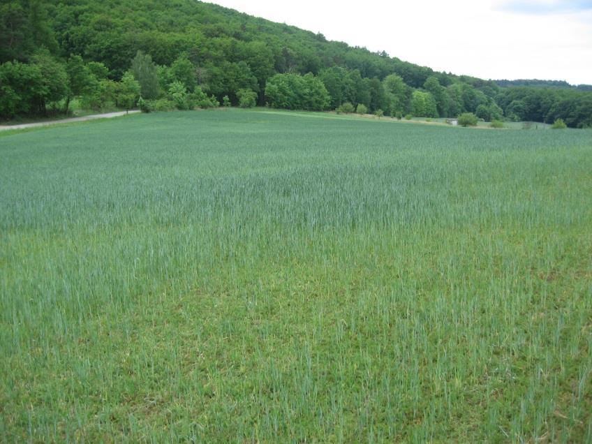 2letý pokus Lokalita Popůvky Katastr obce Popůvky Řepařská výrobní oblast, 330 m 