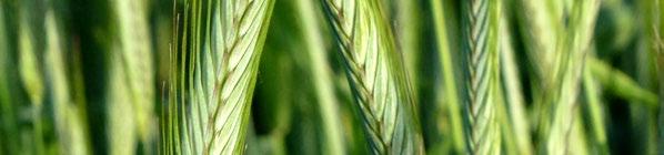 obilovinou (ozimou pšenicí, tritikalem), hloubka setí 3 4 cm pícninářské porosty není na podzim třeba hnojit, na jaře se doporučuje střední dávka P a K hnojiva (vápnění ideálně k předplodině) vikev