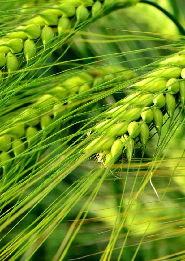 Výnos semene odrůd řepky olejky - ozimé zkoušených pro SDO v roce 2016 v % - 100% = průměr liniových odrůd Odrůda Teplá oblast Chladná oblast Celkový průměr Lokalita Chlumec nad Cidlinou Chrastava