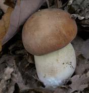 Hřib žlučník Tylopilus felleus / Podhríb žlčový Klobouk až 15 cm široký, zprvu polokulovitý, nakonec poduškovitý.