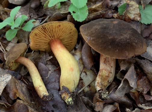 Pavučinec plyšový Cortinarius orellanus / Pavučinovec plyšový Klobouk až 8 cm široký, zprvu polokulovitý, pak sklenutý s nízkým hrbolem, nakonec plochý a na okraji často zprohýbaný.