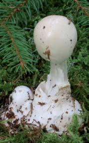 Žampion ovčí Agaricus arvensis / Pečiarka ovčia Klobouk až 15 cm široký, zprvu vejčitý až polokulovitý, potom sklenutý až ploše rozložený, někdy i mělce vmáčklý.