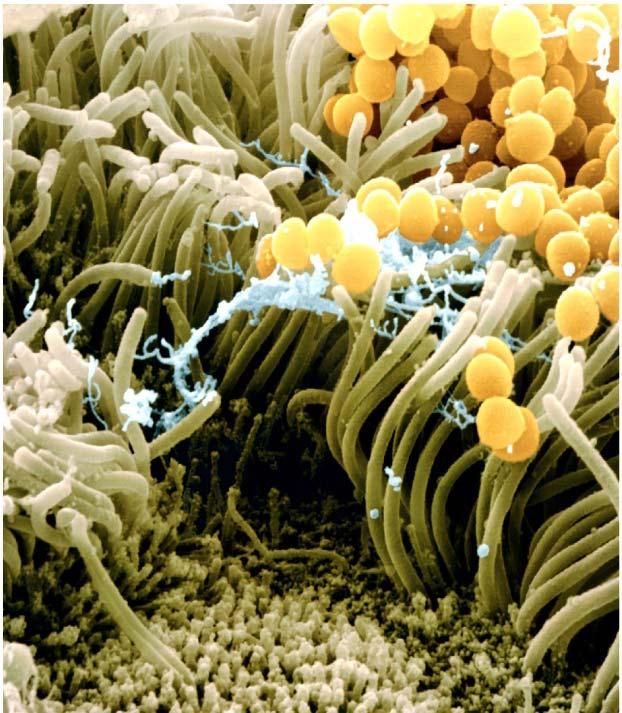 Prokaryota: Bakterie a Archea Typické znaky bakterií: Obecně velmi malé Rychle se množí (zdvojnásobení počtu za 20 min.