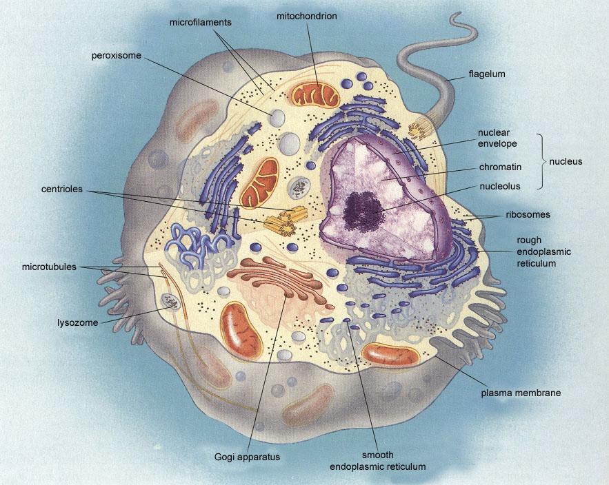 Vakuola Hladké endoplazmatické retikulum Rostlinná buňka Chloroplast Buněčná membrána Buněčná stěna Golgiho aparát