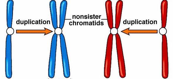 Metabolismus chromozómů Homologní chromozómy chromozóm s jednou chromatidou homologní páry chromozómů chromozóm s jednou