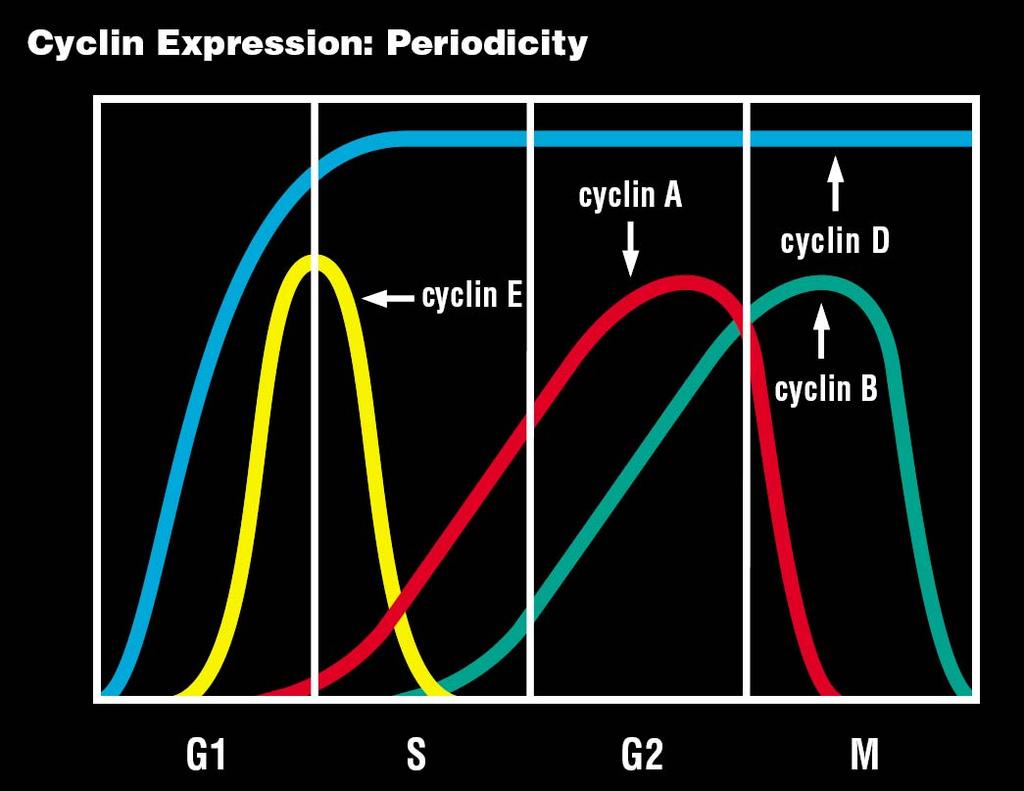 Periodicita