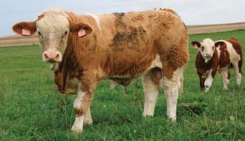 Prvních 7 let po importu z Kanady si chovatel pochvaluje, Ïe nevûdûl, Ïe se krávy telí. Odvádûly v bornou matefiskou péãi.