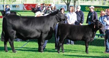 Vítězka kategorie prvotelek Bar-E-L Magnolia 15T (foto: Miroslav Vráblík) tan View Farms), Black Angus Show (rozhodãí Dave Hasson z Gold-Bar Livestock) a nakonec Junior Show (rozhodãí Curtis