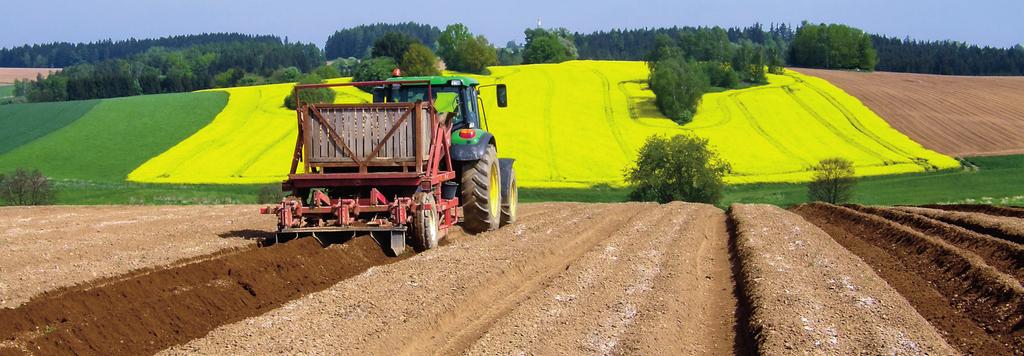 V roce 216 bylo v ČR podle údajů ČSÚ sklizeno celkem 29 551 ha brambor, z toho v zemědělském sektoru 23 414 ha a v rámci samozásobení domácností (plochy do 1 ha) 6 137 ha.
