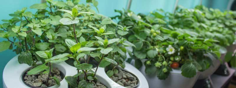 Využití potravin rostlinného původu ve společném stravování získaných kultivací z hydroponického pěstebního systému s LED osvětlením