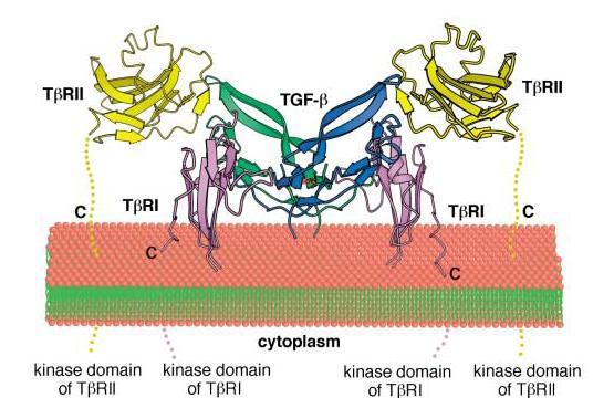 Obrázek č. 12 Strukturní model kompletního extracelulárního receptorového komplexu TGF - β [67] Strukturní model kompletního extracelulárního receptorového komplexu TGF - β.