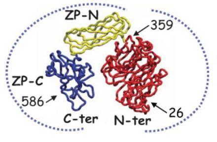 pro polymerizaci extracelulárních proteinů, N - terminální region odpovědný za interakce protein - protein. Obrázek č.