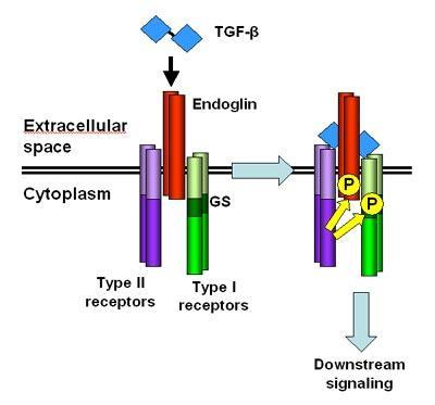 Obrázek č. 14 Účast endoglinu v TGF - β signální transdukci [85] Účast endoglinu na TGF β - zprostředkované signální transdukci. TGF β se váže na receptor TGF - β typu II (TβRII).